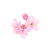 Sakura (Cherry Blossom) Extract