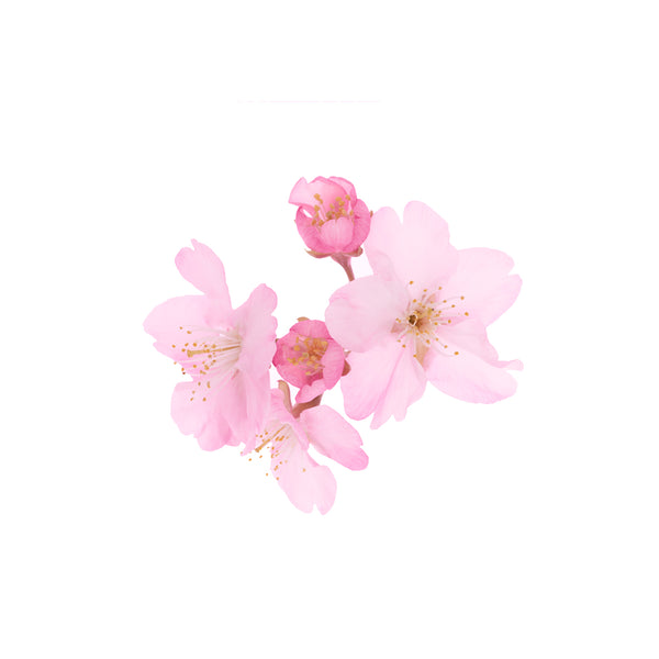Cherry Blossom , Sakura Cherry Blossom Extract Supplier - Maypro