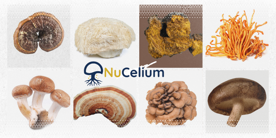 The Future of Functional Mushrooms is Here