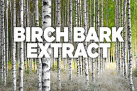 Birch Bark for Immunity