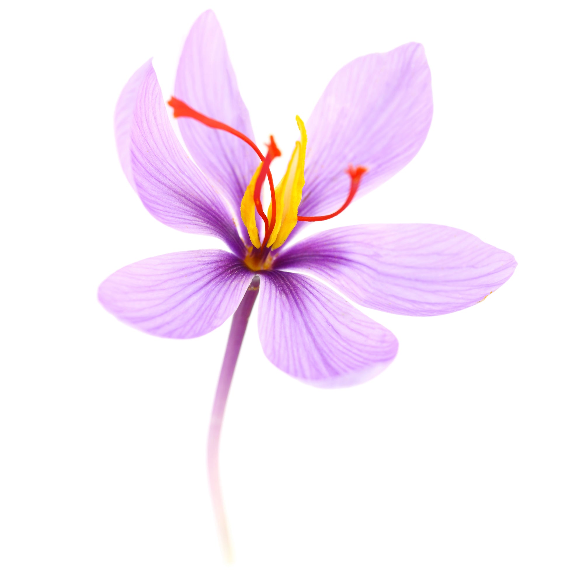 Clinically validated saffron extract for stress, mood and sleep support.