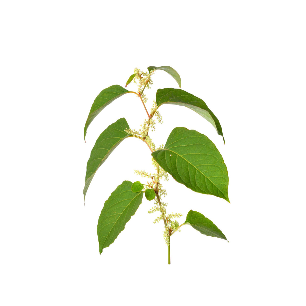 Antioxidant polyphenol