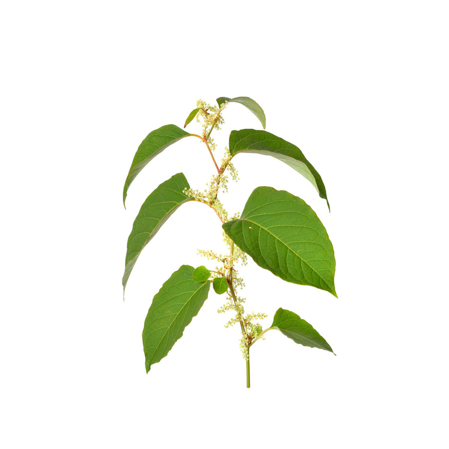 Antioxidant polyphenol 