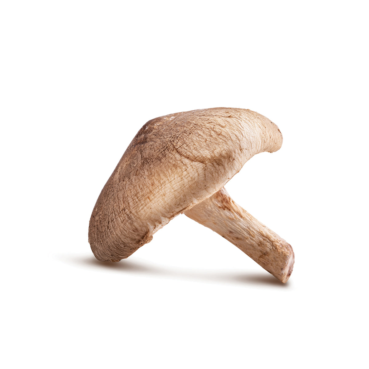 Cultured mushroom mycelia extract