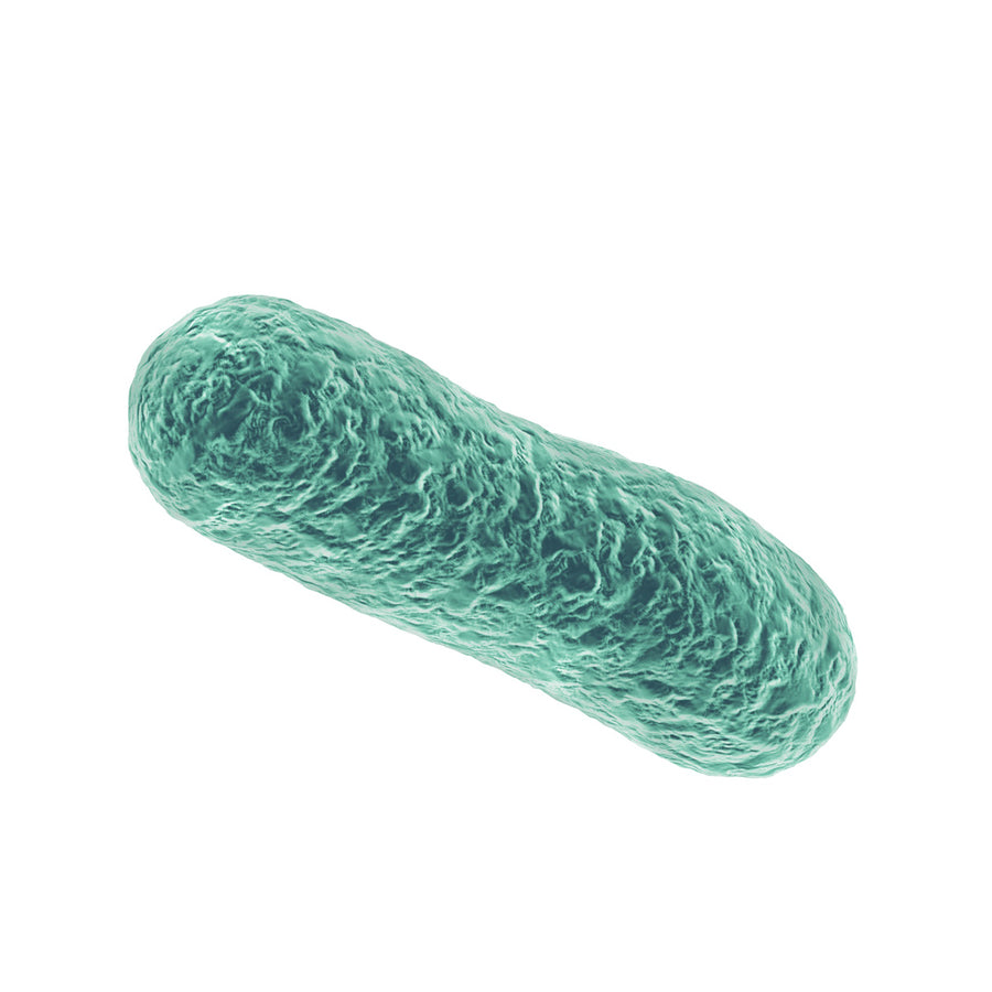 Bifidobacterium breve