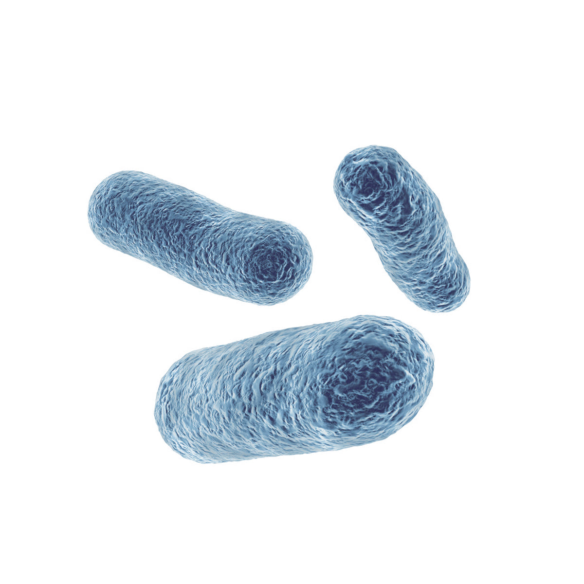 Bifidobacterium longum