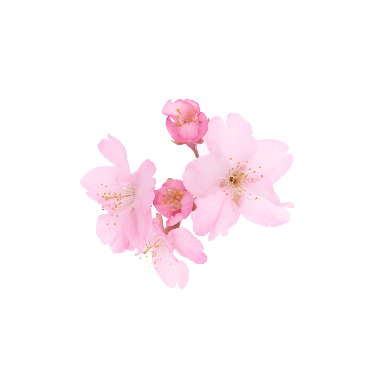 Sakura (Cherry Blossom) Extract