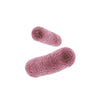 Bifidobacterium breve