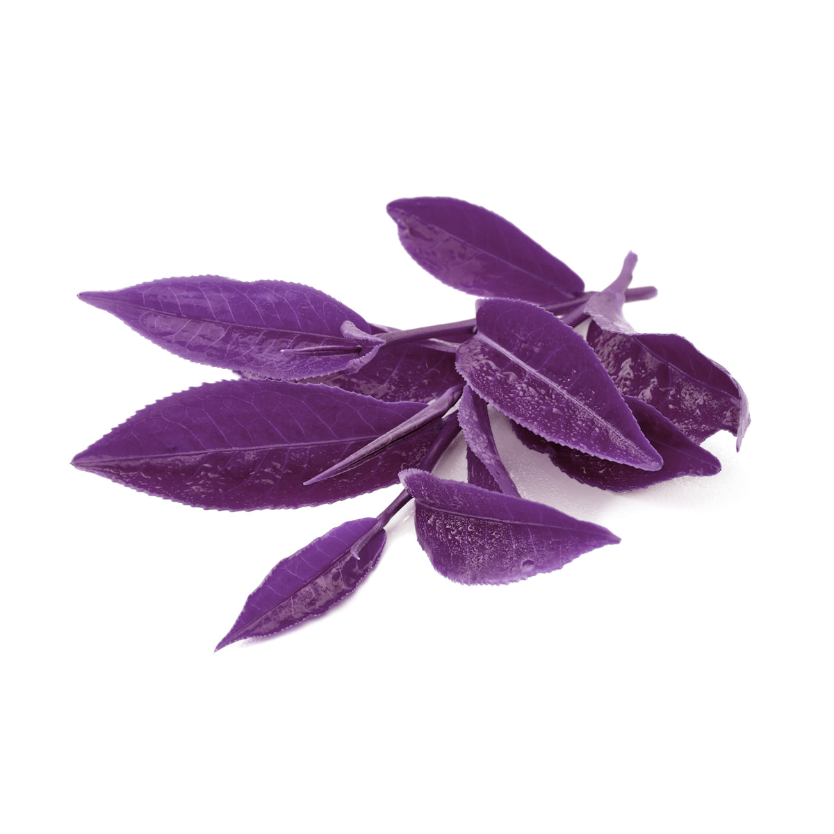 Purple Tea Extract Purple Force Supplier - Maypro