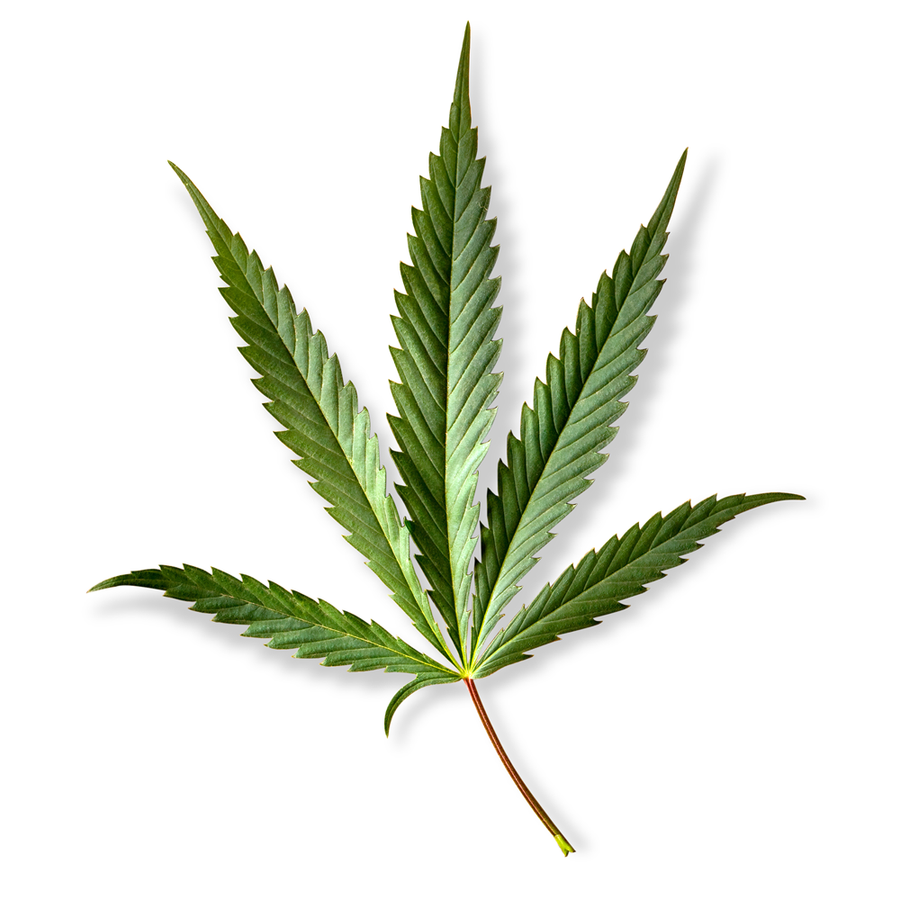 CBDA Complete Spectrum Hemp Extract